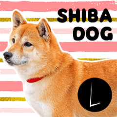 [LINEスタンプ] ～上級者向け～ 生活感ある柴犬。