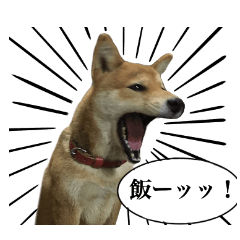 [LINEスタンプ] 柴犬くりのお気楽スタンプ