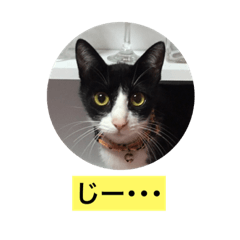 [LINEスタンプ] ねこぴスタンプ