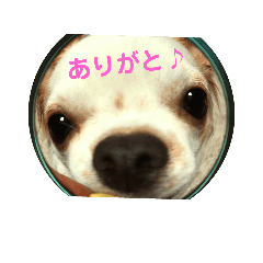 [LINEスタンプ] チワワのくぅたろ