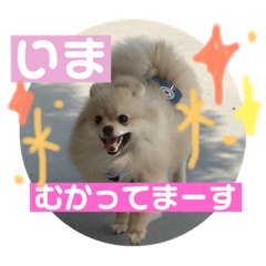 [LINEスタンプ] 愛犬♡アポ様