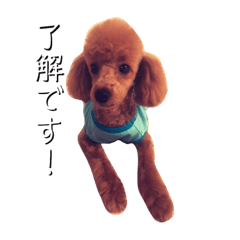 [LINEスタンプ] 犬のこまりとマロン①