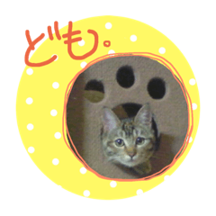 [LINEスタンプ] おてんば猫のジュったん