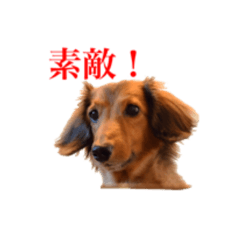 [LINEスタンプ] ダックスフンドの小鉄くん