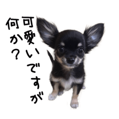 [LINEスタンプ] チワワなつばさといちごの日常