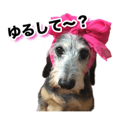 [LINEスタンプ] 小西家のわんこたち