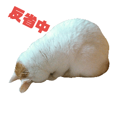 [LINEスタンプ] 飼い猫 ウマル