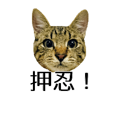 [LINEスタンプ] キジトラ猫モルのスタンプ2