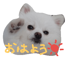 [LINEスタンプ] ポメラニアンのコロ助