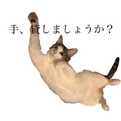 [LINEスタンプ] わがまま猫のひめ 2