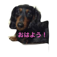 [LINEスタンプ] ダイックスフンドと愉快な仲間たち（猫