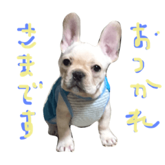 [LINEスタンプ] フレブル さんちゃんの日常すたんぷ