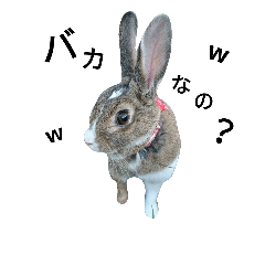 [LINEスタンプ] うさぎファミリー2