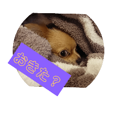 [LINEスタンプ] 子犬のいちにち