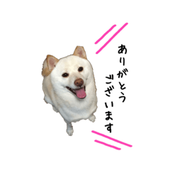 [LINEスタンプ] かわいい我が家の家族たち