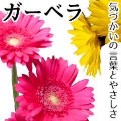 [LINEスタンプ] 本物の花『ガーベラ』よく使う言葉で40種