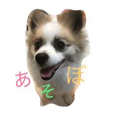 [LINEスタンプ] 日常会話（愛犬バージョン）