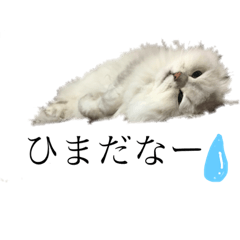 [LINEスタンプ] ペルシャ猫 スタンプ