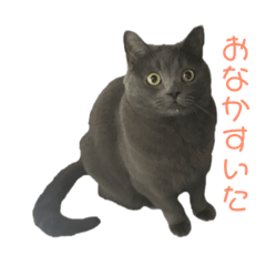 [LINEスタンプ] 日常会話 猫バージョンPart1