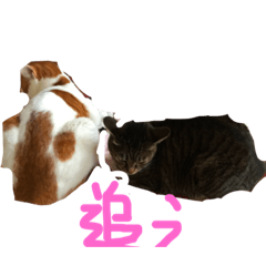 [LINEスタンプ] うちの猫だ