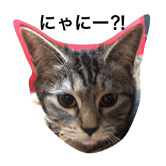 [LINEスタンプ] ねこ大好き 愛するニャーたちのスタンプ