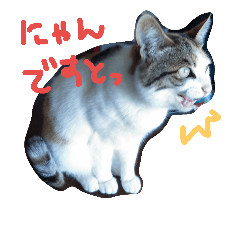 [LINEスタンプ] 福島の猫たち