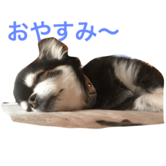 [LINEスタンプ] チワワのモモたん