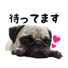 [LINEスタンプ] パグのおはぎ♂②