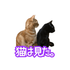 [LINEスタンプ] コタとユキ 時々コナ