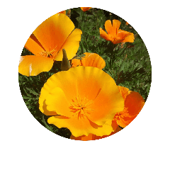 [LINEスタンプ] お庭のお花たち