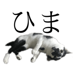 [LINEスタンプ] ねこでございます