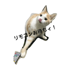 [LINEスタンプ] 猫の日常80