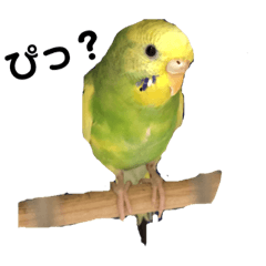 [LINEスタンプ] ライムのスタンプ