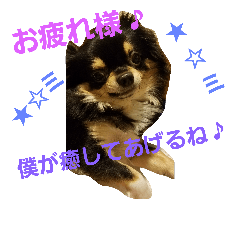 [LINEスタンプ] チワワの可愛い日常スタンプ完全版1