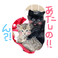 [LINEスタンプ] ワンにゃフルパート②