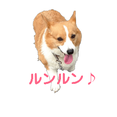 [LINEスタンプ] ベキコ