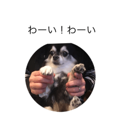 [LINEスタンプ] 庄内家のワンコ達3