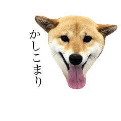 [LINEスタンプ] 柴犬♡はなちゃん