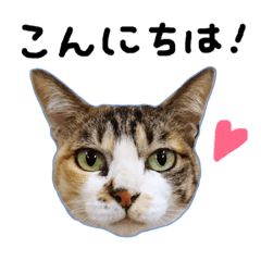 [LINEスタンプ] にゃんにゃの挨拶とリアクション