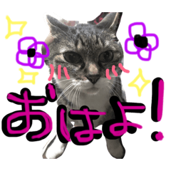 [LINEスタンプ] ペットのひめ