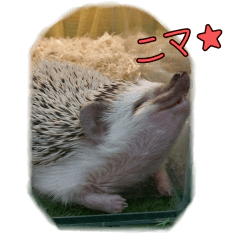 [LINEスタンプ] ハリネズミの写真スタンプ