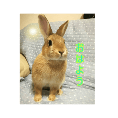 [LINEスタンプ] 可愛いうさぎのメッセージ