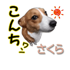 [LINEスタンプ] コーギー犬のさくらチャン