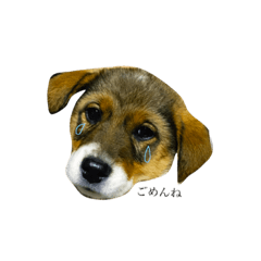 [LINEスタンプ] 子犬のまる