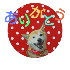 [LINEスタンプ] 柴犬くるみちゃん 11