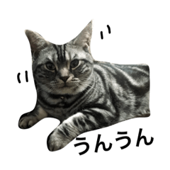 [LINEスタンプ] アメショ3