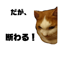 [LINEスタンプ] わが家のネコの日常