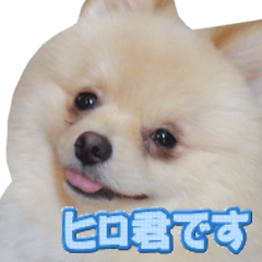 [LINEスタンプ] ポメラニアン犬のヒロ君です 1