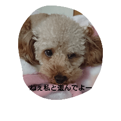 [LINEスタンプ] 犬の独り