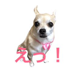 [LINEスタンプ] ラブ ブミ チワワ